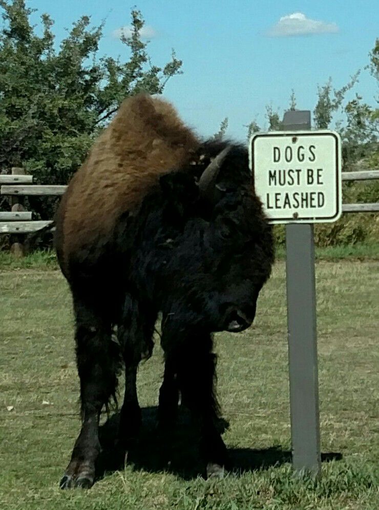 What leash??